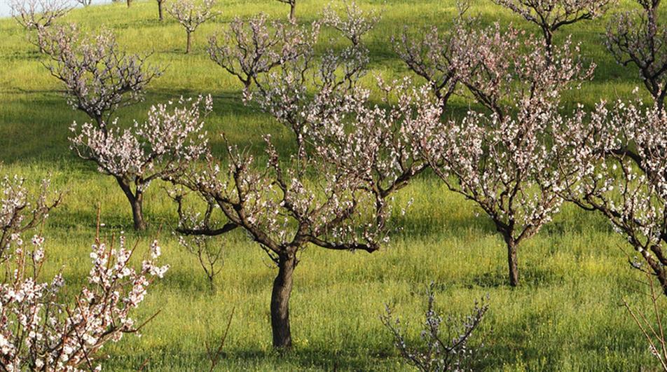 Apricot orchard